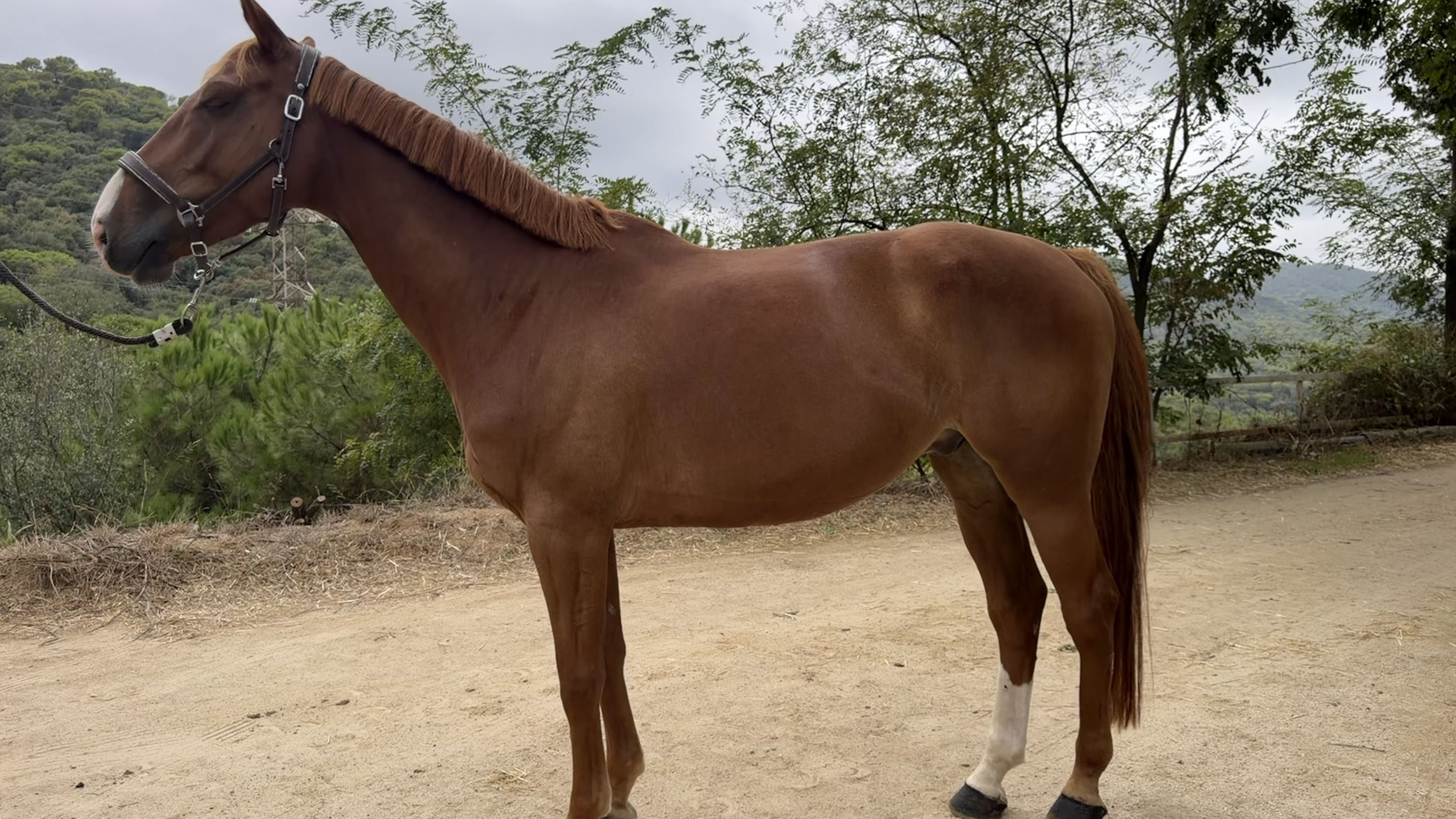 horse